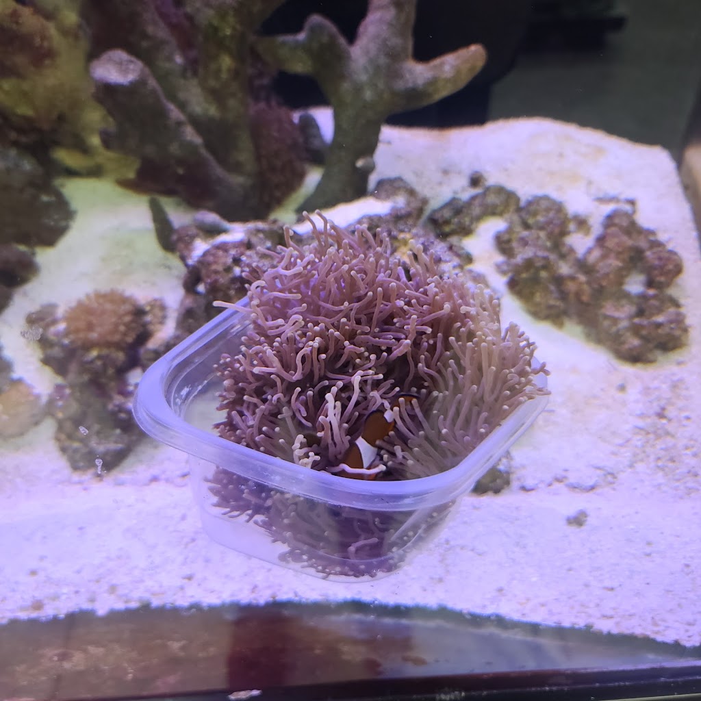 Tropical Fish Incorporated | 2982 E Colorado Blvd Learning Assistance Center, Pasadena, CA 91107, USA | Phone: (626) 449-4987