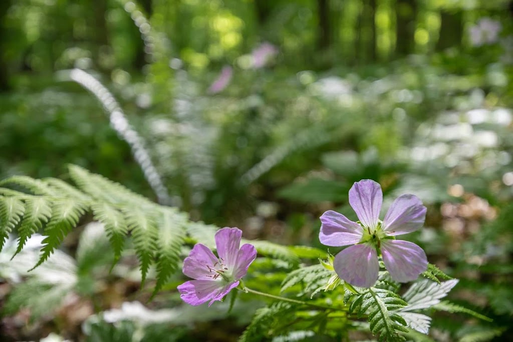 Eagle Creek Nature Preserve | 11027 Hopkins Rd, Garrettsville, OH 44231, USA | Phone: (330) 527-5118