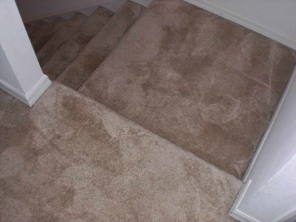 tampabayrestorecarpetcleaning.com | 1500 78th Terrace N, St. Petersburg, FL 33702, USA | Phone: (813) 263-3676