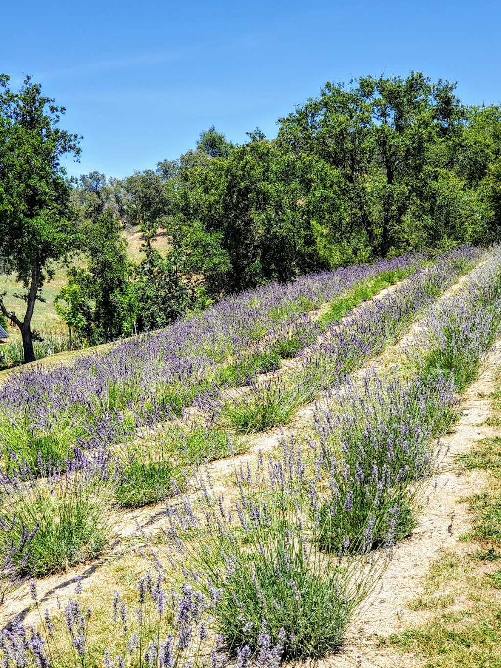 Bunz Lavender Farm | 5950 Mt Vernon Rd, Lincoln, CA 95648, USA | Phone: (916) 316-0062