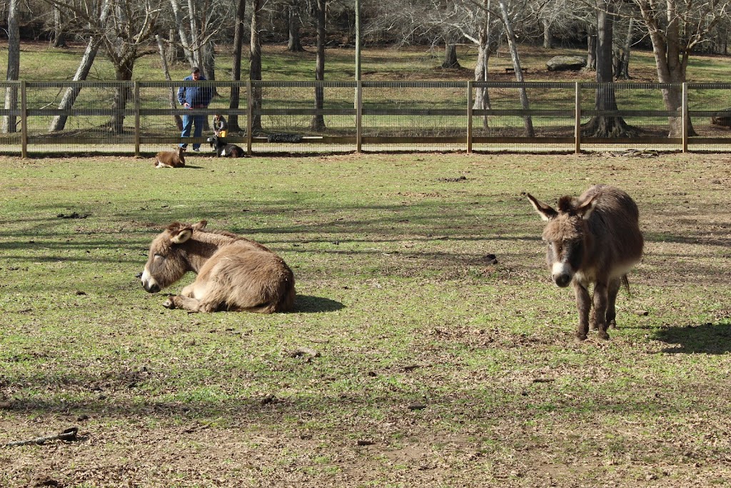 Noahs Ark Animal Sanctuary | 712 L G Griffin Rd, Locust Grove, GA 30248, USA | Phone: (770) 957-0888