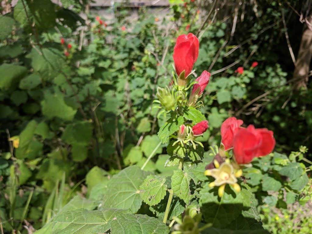 Spring Lake | 201 San Marcos Springs Dr, San Marcos, TX 78666, USA | Phone: (512) 245-7590