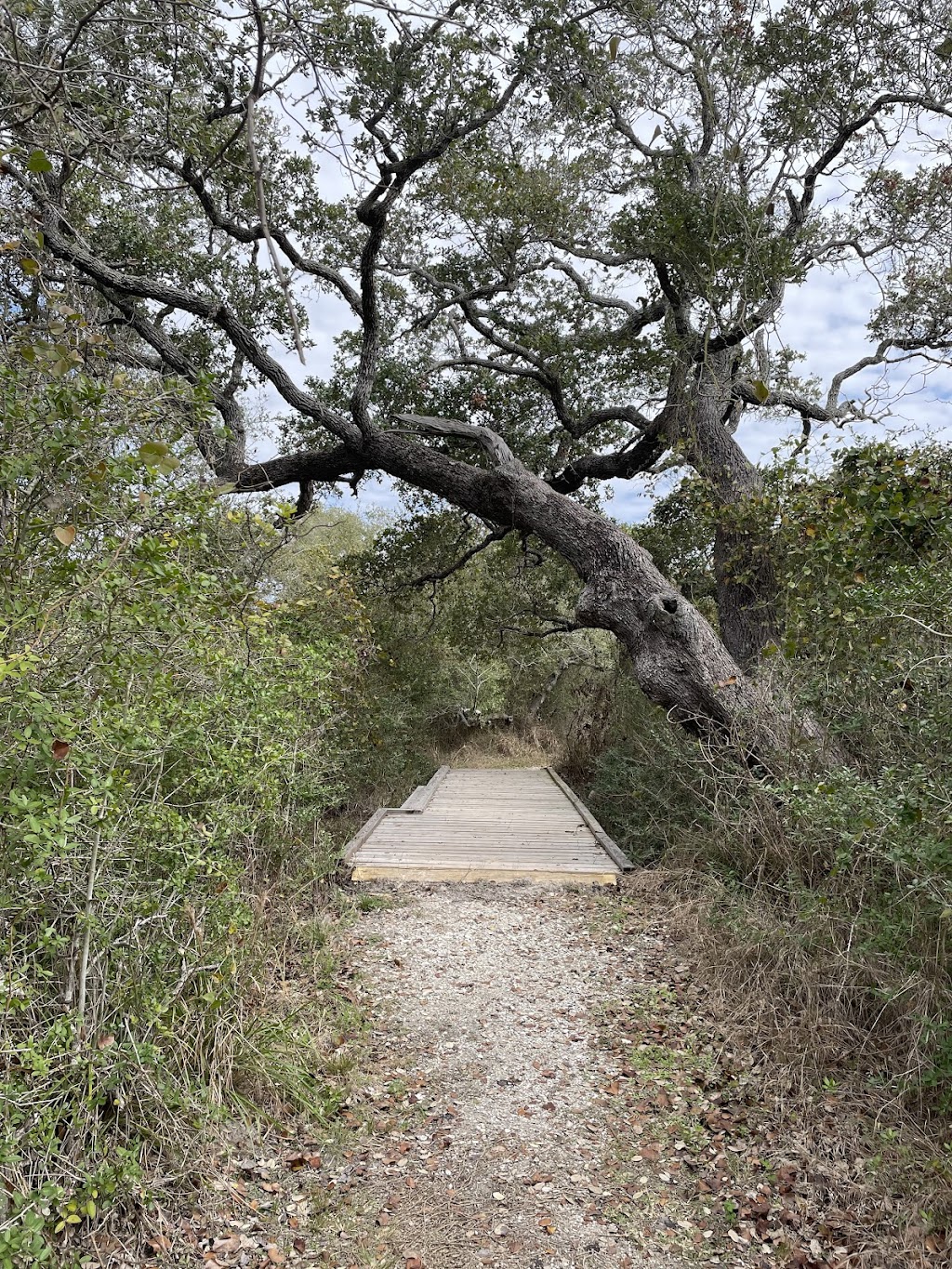 Goose Island State Park | 202 S Palmetto St, Rockport, TX 78382, USA | Phone: (361) 729-2858