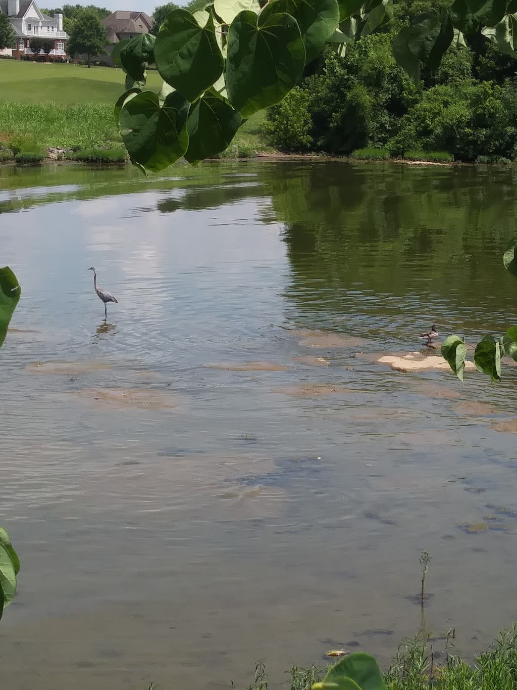 Tennessee Grasslands Golf and Country Club | 981 Plantation Blvd, Gallatin, TN 37066, USA | Phone: (615) 575-4300