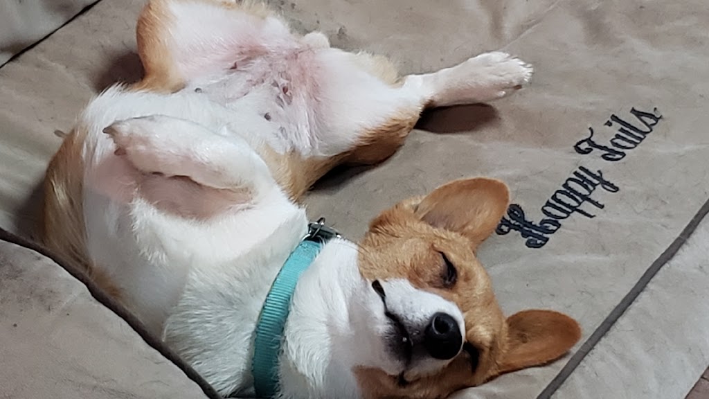 Happy Tails Groom & Board | 1411 US-61 South, Tunica, MS 38676, USA | Phone: (662) 357-8003