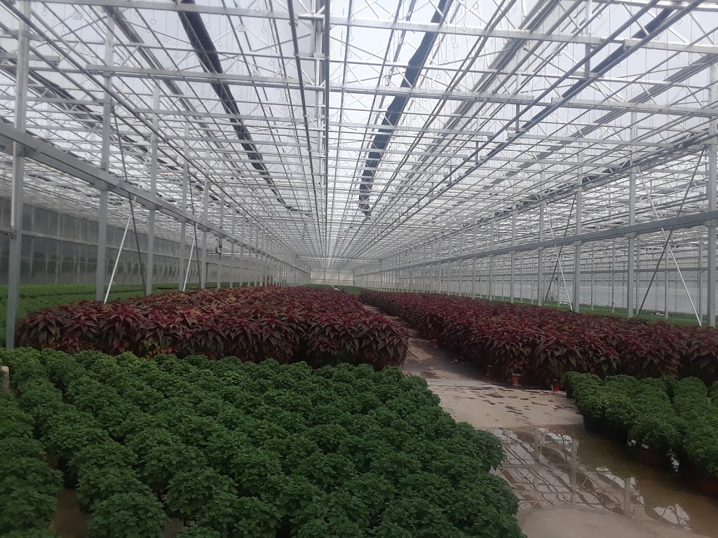 Bergens Greenhouses | 13865 Lake Dr NE, Forest Lake, MN 55025, USA | Phone: (651) 464-5866