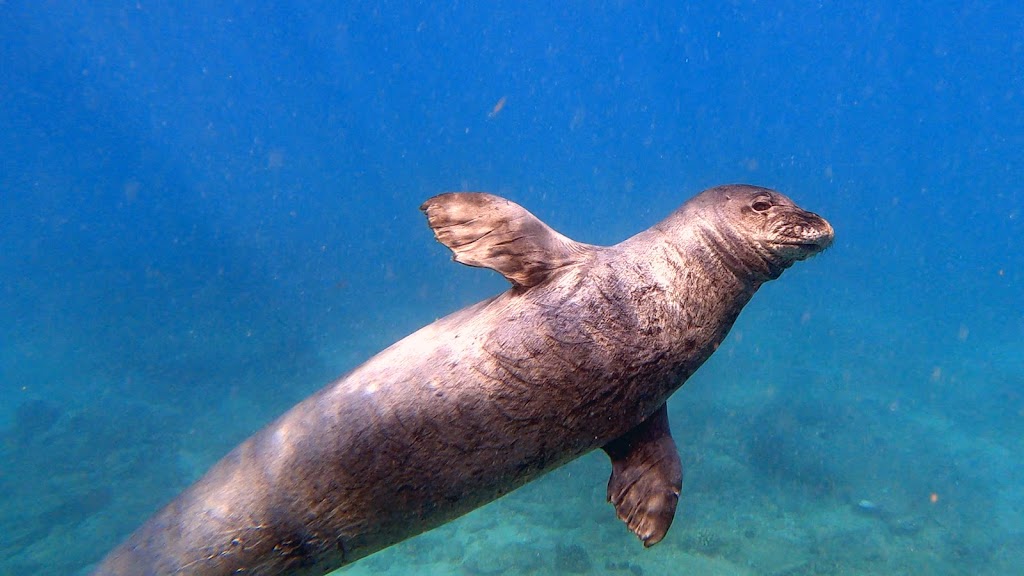 Snorkel And Dive Hawaii | 59-771 Kapuhi Pl, Haleiwa, HI 96712, USA | Phone: (808) 723-0413