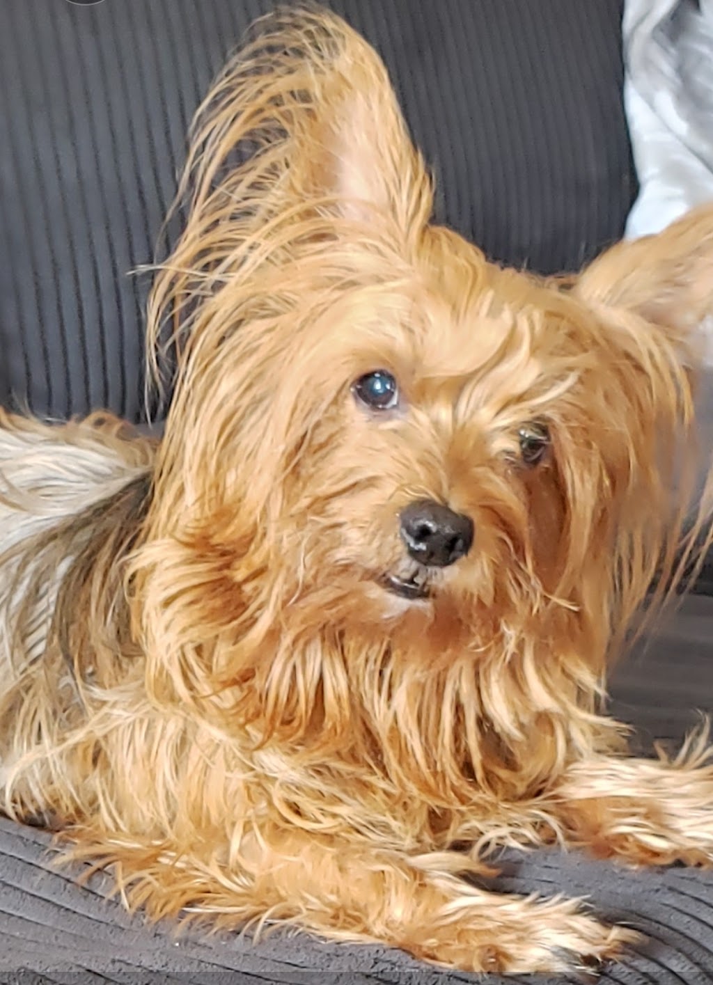 Wag on Inn | 820 Hoon St, Monongahela, PA 15063, USA | Phone: (724) 258-5499