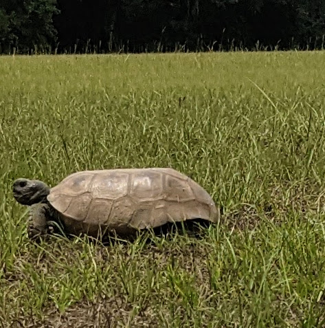 Jay B. Starkey Wilderness Park | 10500 Wilderness Park Blvd, New Port Richey, FL 34655, USA | Phone: (727) 834-3247