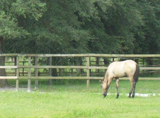 Alipar Equestrian | 17321 Morris Bridge Rd, Thonotosassa, FL 33592, USA | Phone: (813) 782-3220