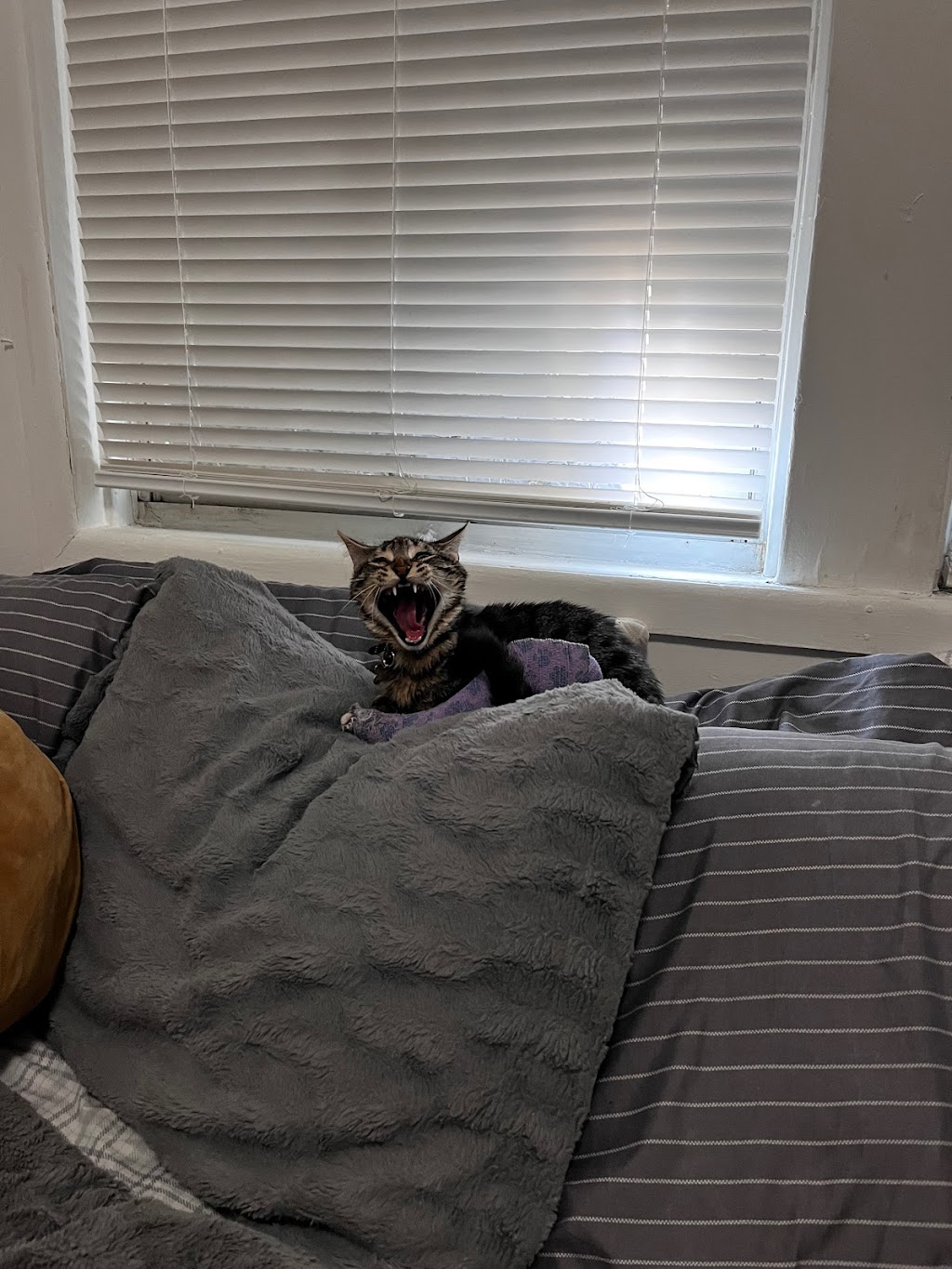 Downers Grove Animal Hospital & Bird Clinic | 635 Ogden Ave, Downers Grove, IL 60515, USA | Phone: (630) 968-2812