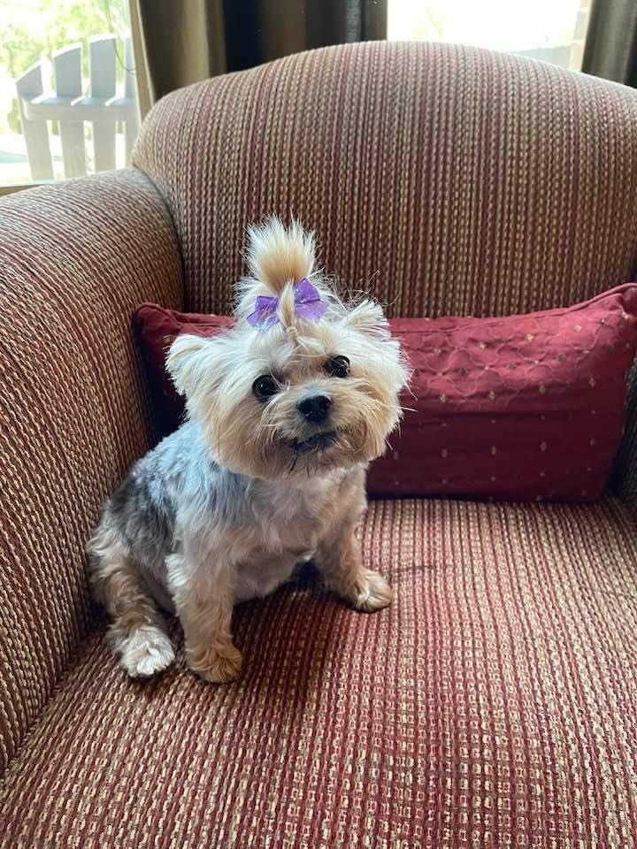 Yorkies By Cheri | 3705 FM 902, Gainesville, TX 76240, USA | Phone: (940) 372-8868