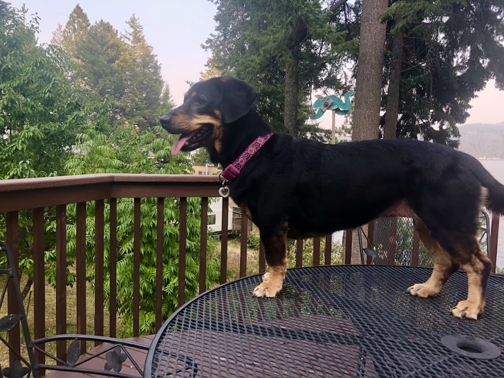 Companion Animal Wellness Center | 16404 Lemolo Shore Dr NE, Poulsbo, WA 98370, USA | Phone: (360) 779-6534 Companion Animal Wellness Center | 16404 Lemolo Shore Dr NE, Poulsbo, WA 98370, USA | Phone: (360) 779-6534