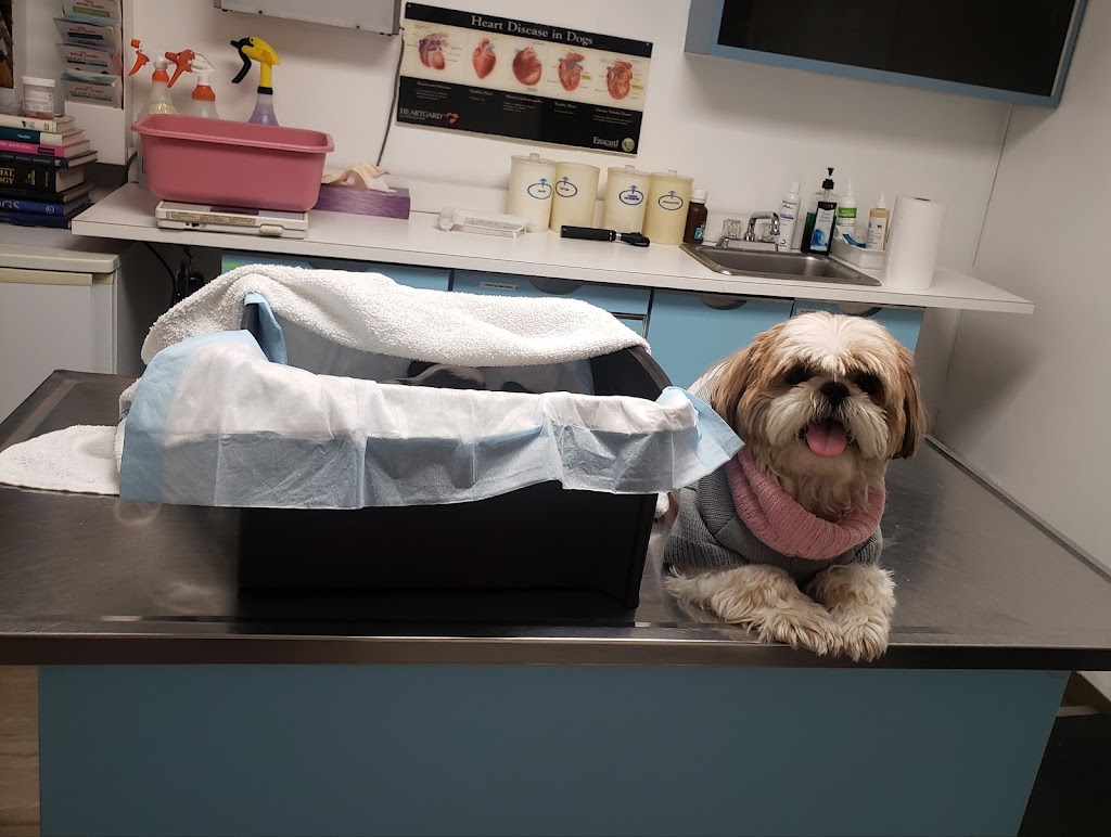 Petcare Animal Clinic | 43-73 156th St, Queens, NY 11355, USA | Phone: (718) 762-4747