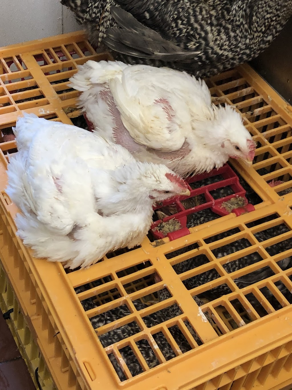 Alnour Supermarket | 8716 Michigan Ave, Detroit, MI 48210, USA | Phone: (313) 582-3122