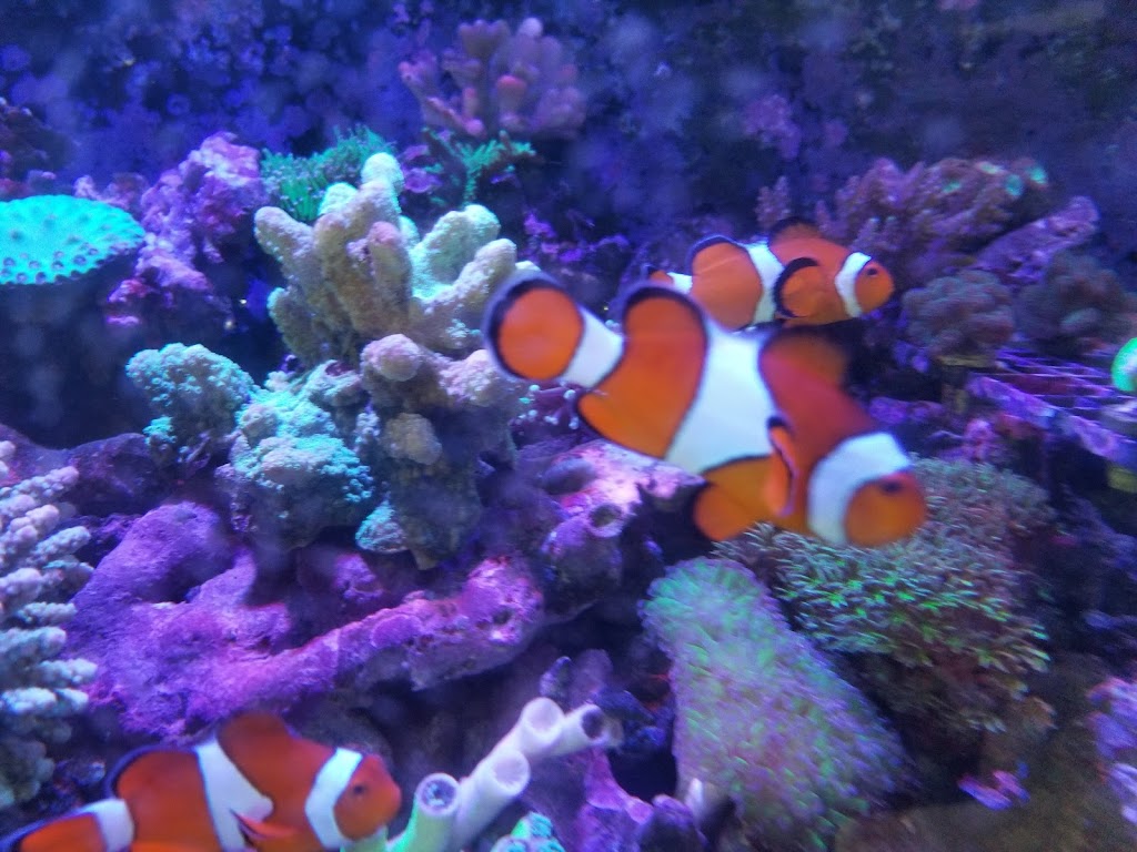 Tropical Fish Incorporated | 2982 E Colorado Blvd Learning Assistance Center, Pasadena, CA 91107, USA | Phone: (626) 449-4987