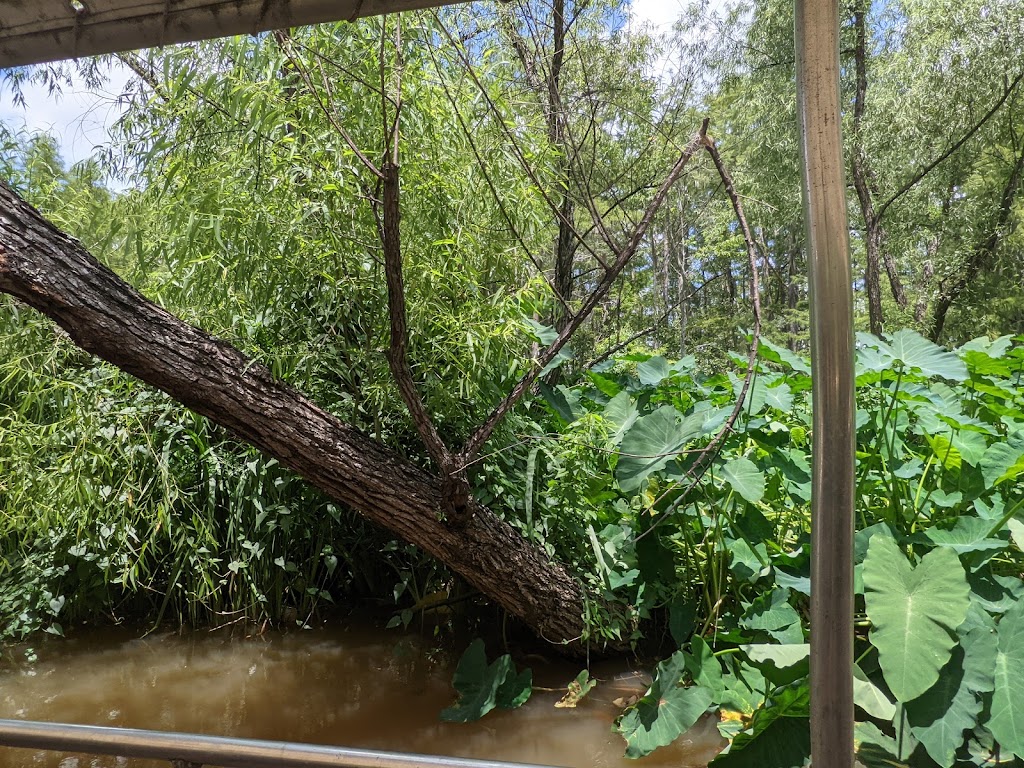 Honey Island Swamp Tours | 41490 Crawford Landing Rd, Slidell, LA 70461, USA | Phone: (985) 641-1769