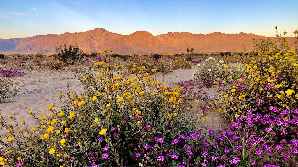 Anza Borrego State Park | Borrego Springs, CA 92004, USA | Phone: (760) 767-4205