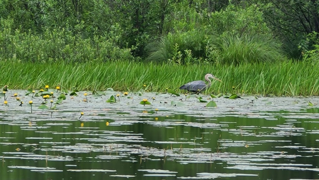 Franklinton Vlaie Wildlife Management Area | Middleburgh, NY 12122, USA | Phone: (607) 652-2302