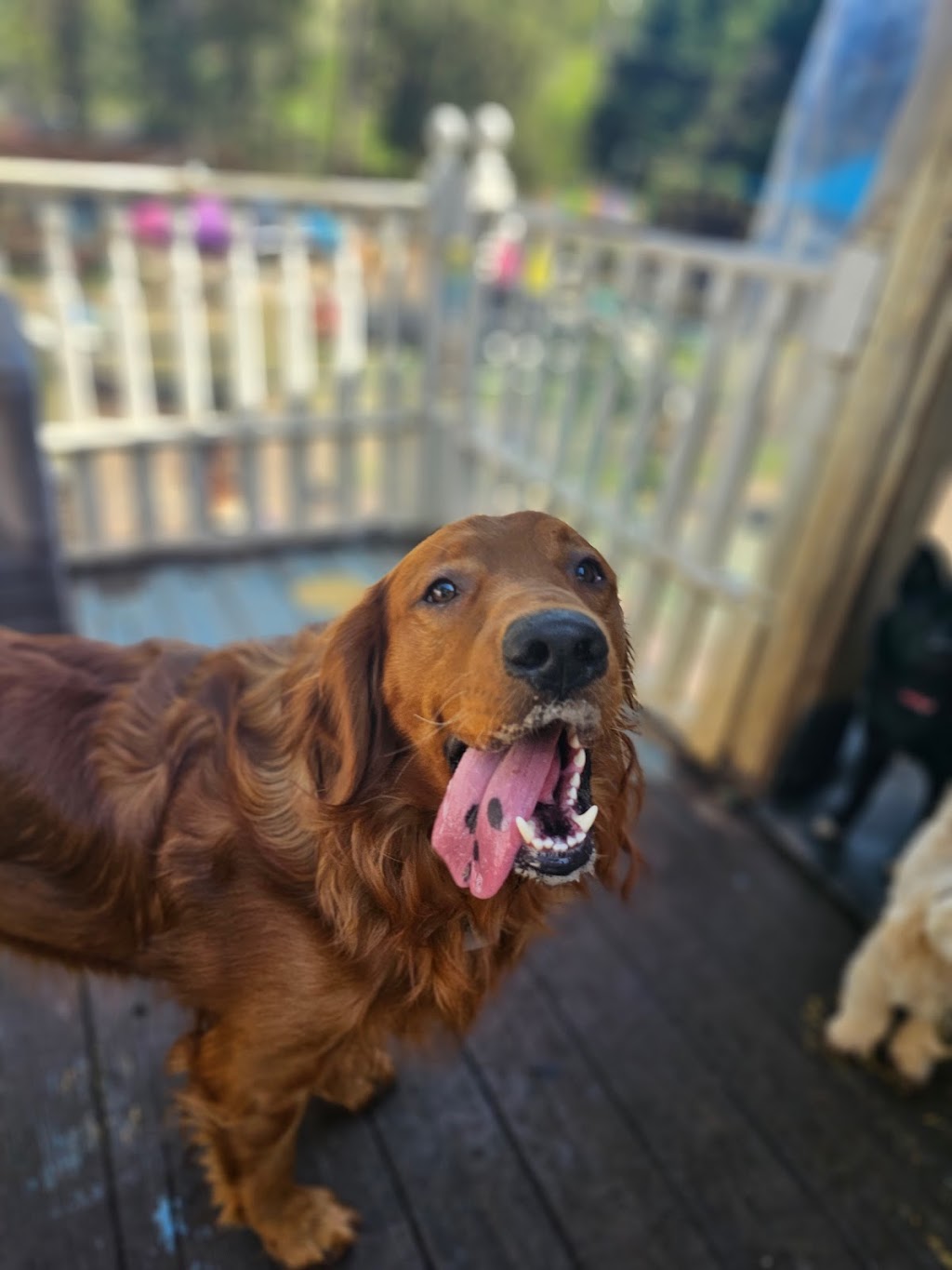 Wags and Whiskers Stay and Play | 900 Fort Mill Hwy, Indian Land, SC 29707, USA | Phone: (803) 548-3647 Wags and Whiskers Stay and Play | 900 Fort Mill Hwy, Indian Land, SC 29707, USA | Phone: (803) 548-3647