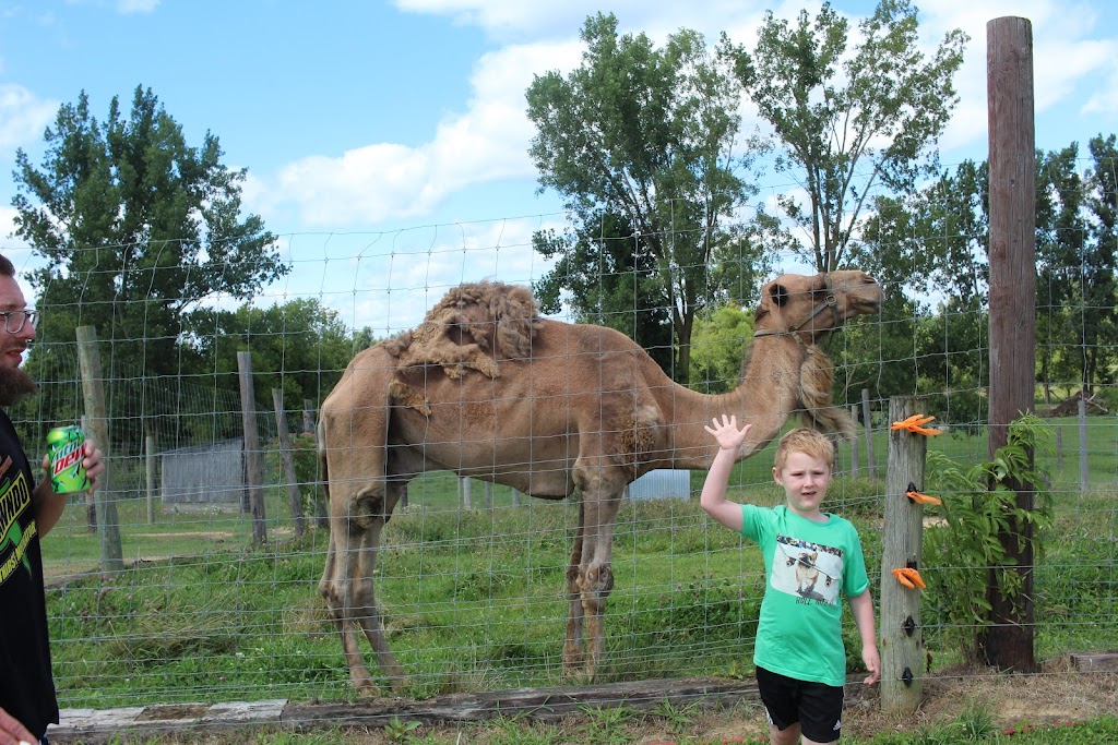 Natures Creek Camel Farm and Zoo | 11660 Grass Lake Rd, Hillsdale, MI 49242, USA | Phone: (734) 347-2888