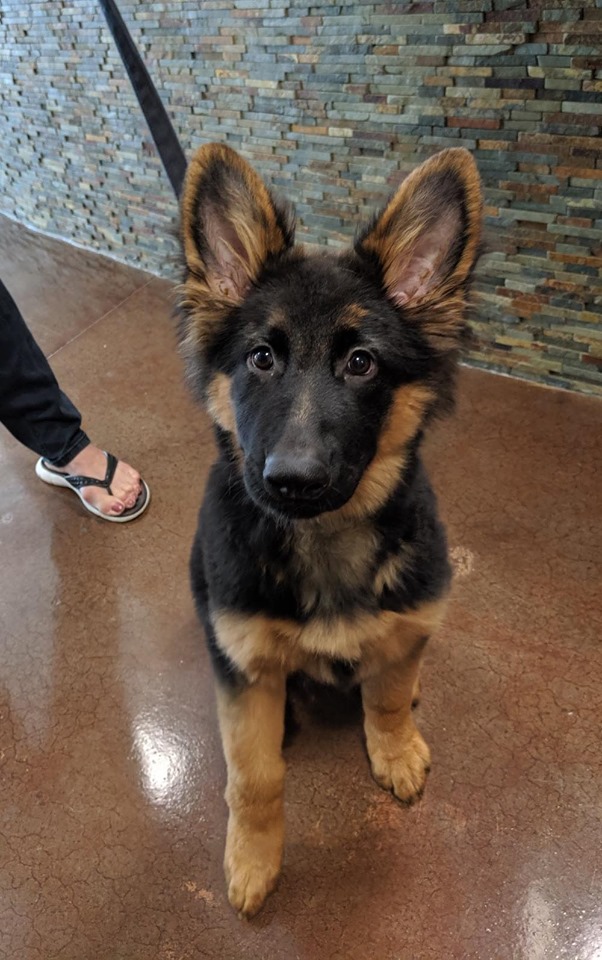 Spay Neuter Clinic of the Carolinas | 8045 Providence Rd #450, Charlotte, NC 28277, USA | Phone: (704) 542-9997