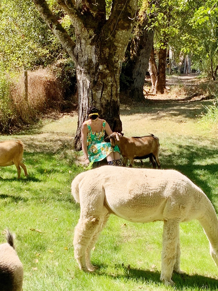 Original Goat Yoga- Oregon City OR | 17531 S Henrici Rd, Oregon City, OR 97045, USA | Phone: (888) 992-4628