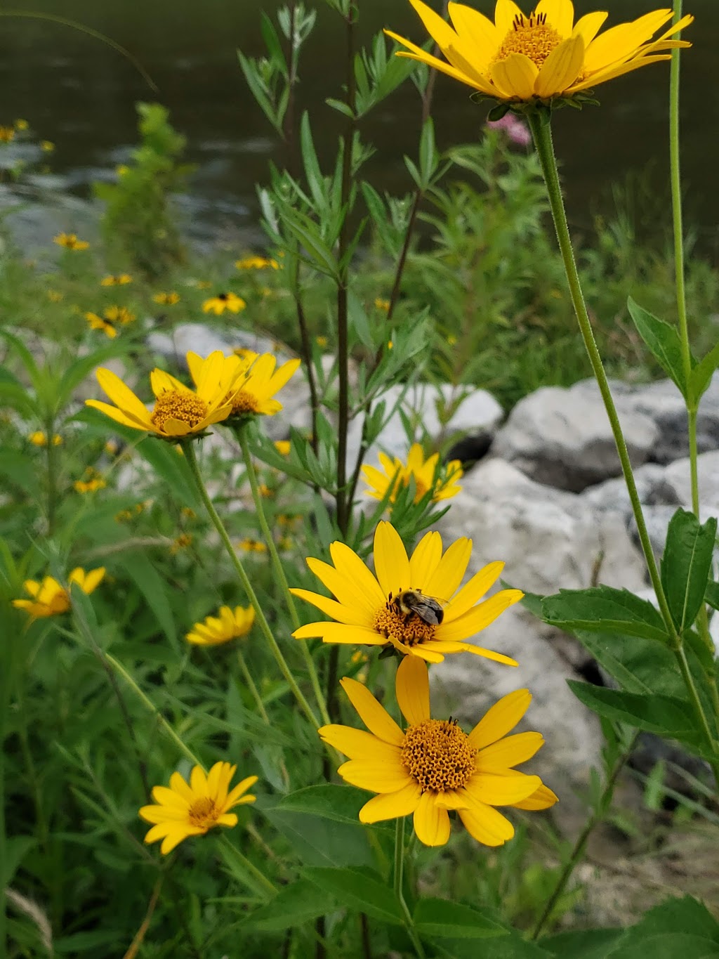 River Bends Park Fishing Site | 49354 Ryan Rd, Shelby Twp, MI 48317, USA | Phone: (586) 731-0300