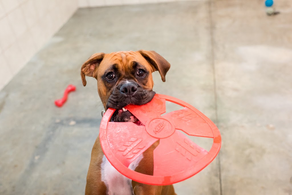 Mud Puppies | 12233 Ranch Rd 620 N #110A, Austin, TX 78750, USA | Phone: (512) 249-2498