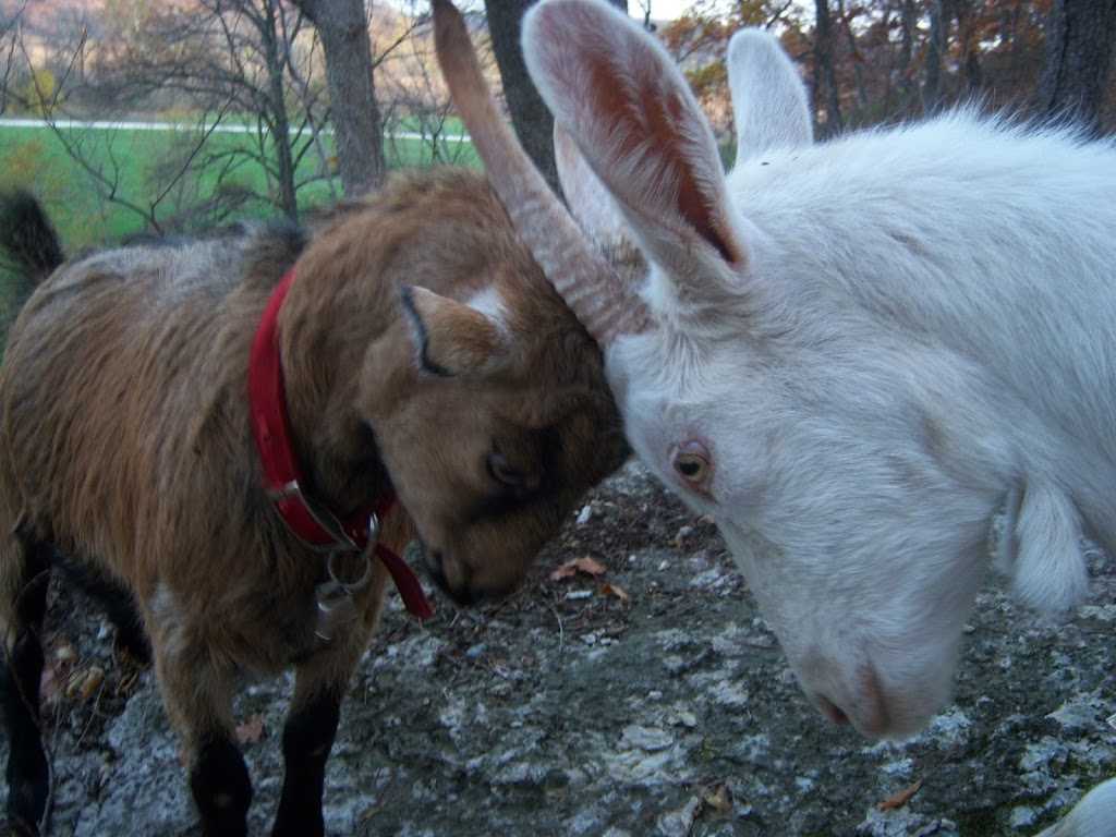 Rocky Creek Valley Farm | 37009 W 156th St, Rayville, MO 64084, USA | Phone: (816) 853-0440