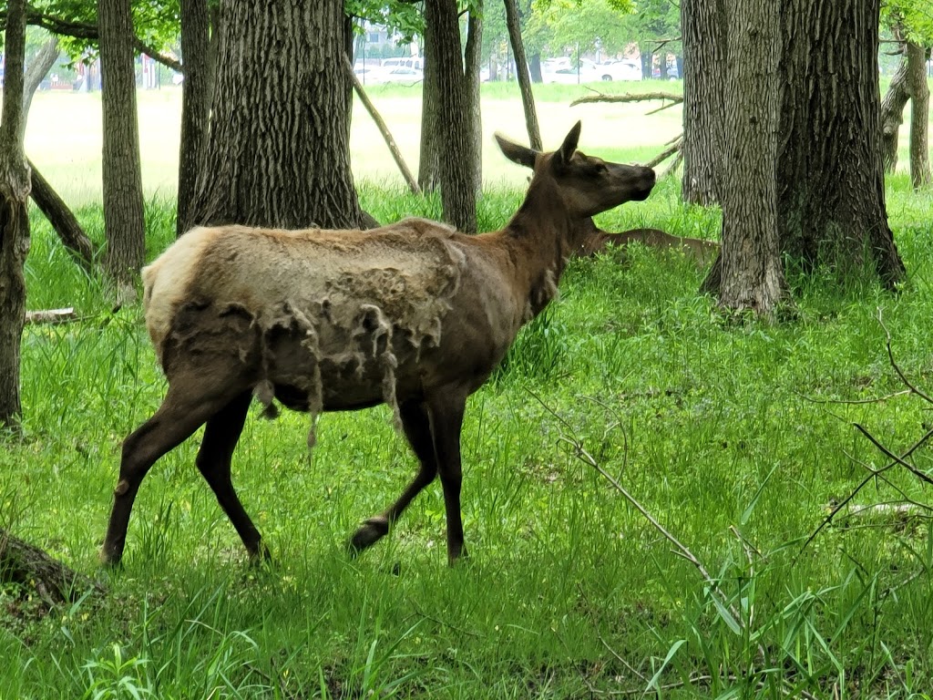 Busse Forest Elk Pasture | 225 N Arlington Heights Rd, Elk Grove Village, IL 60007, USA | Phone: (800) 870-3666