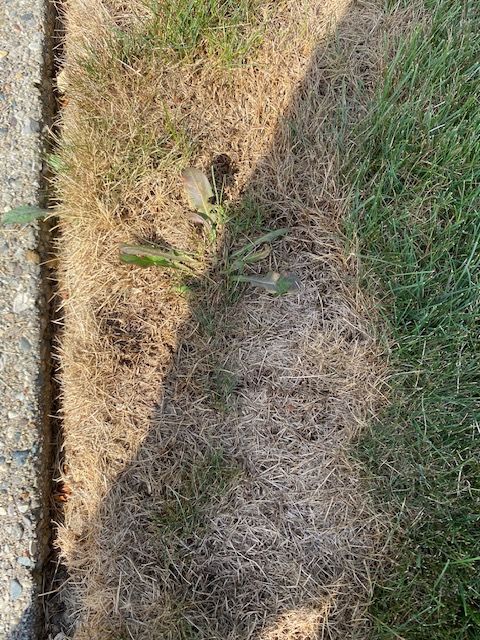 ExperiGreen Lawn Care | 5820 N Hix Rd, Westland, MI 48185, USA | Phone: (810) 600-5534