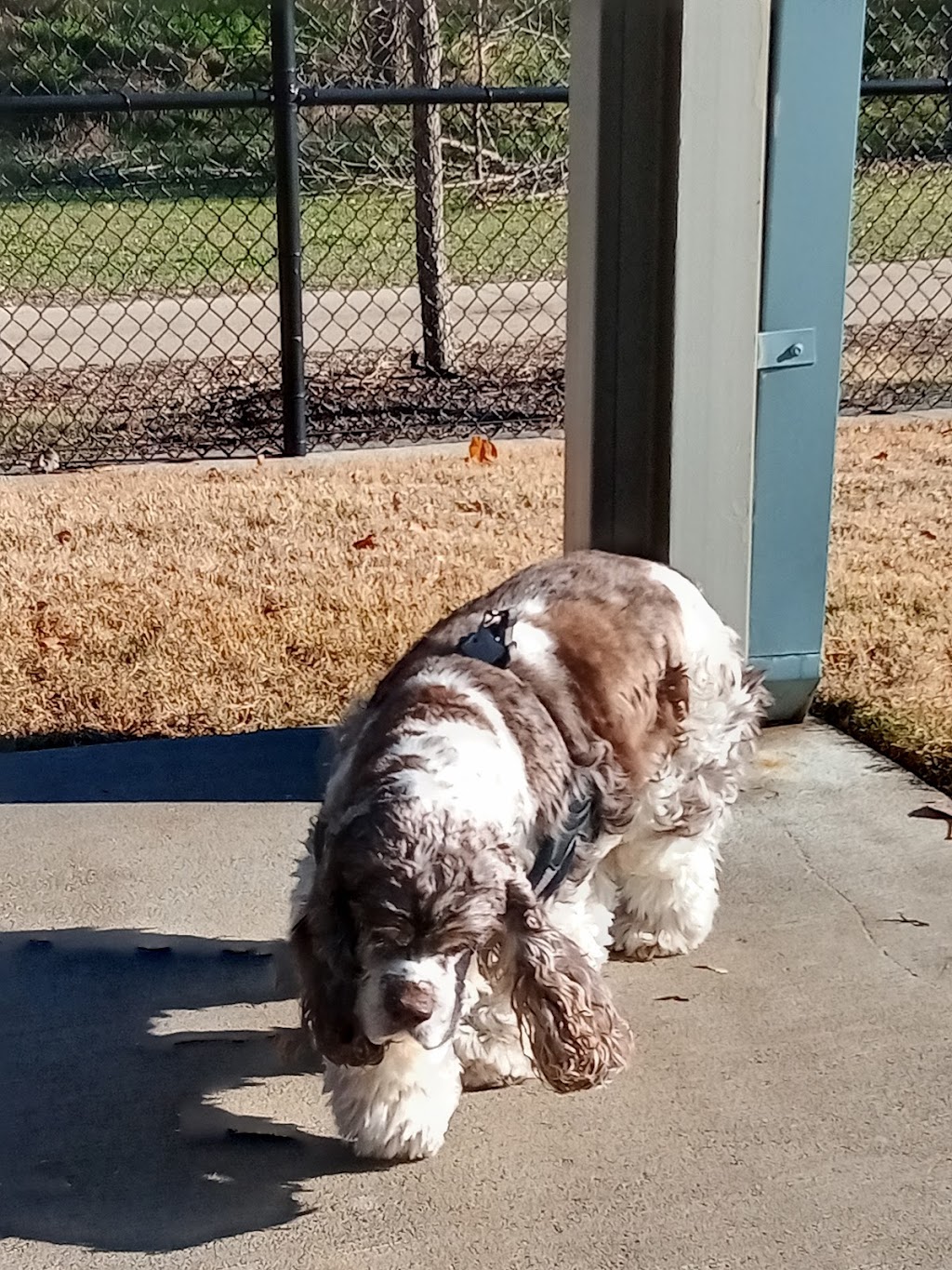 Wags-A-Hachie Dog Park | 701 Howard Rd, Waxahachie, TX 75165, USA | Phone: (469) 309-4000