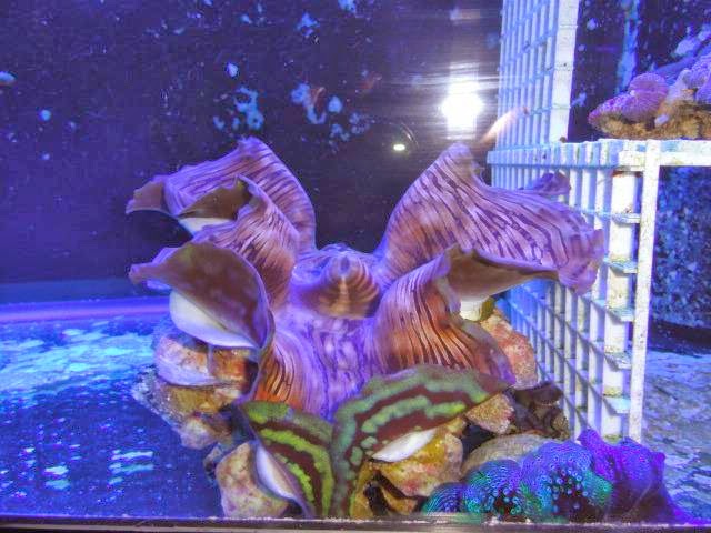 CBS Tropical Aquarium | 3 NE 181st Ave, Portland, OR 97230, USA | Phone: (503) 666-6668