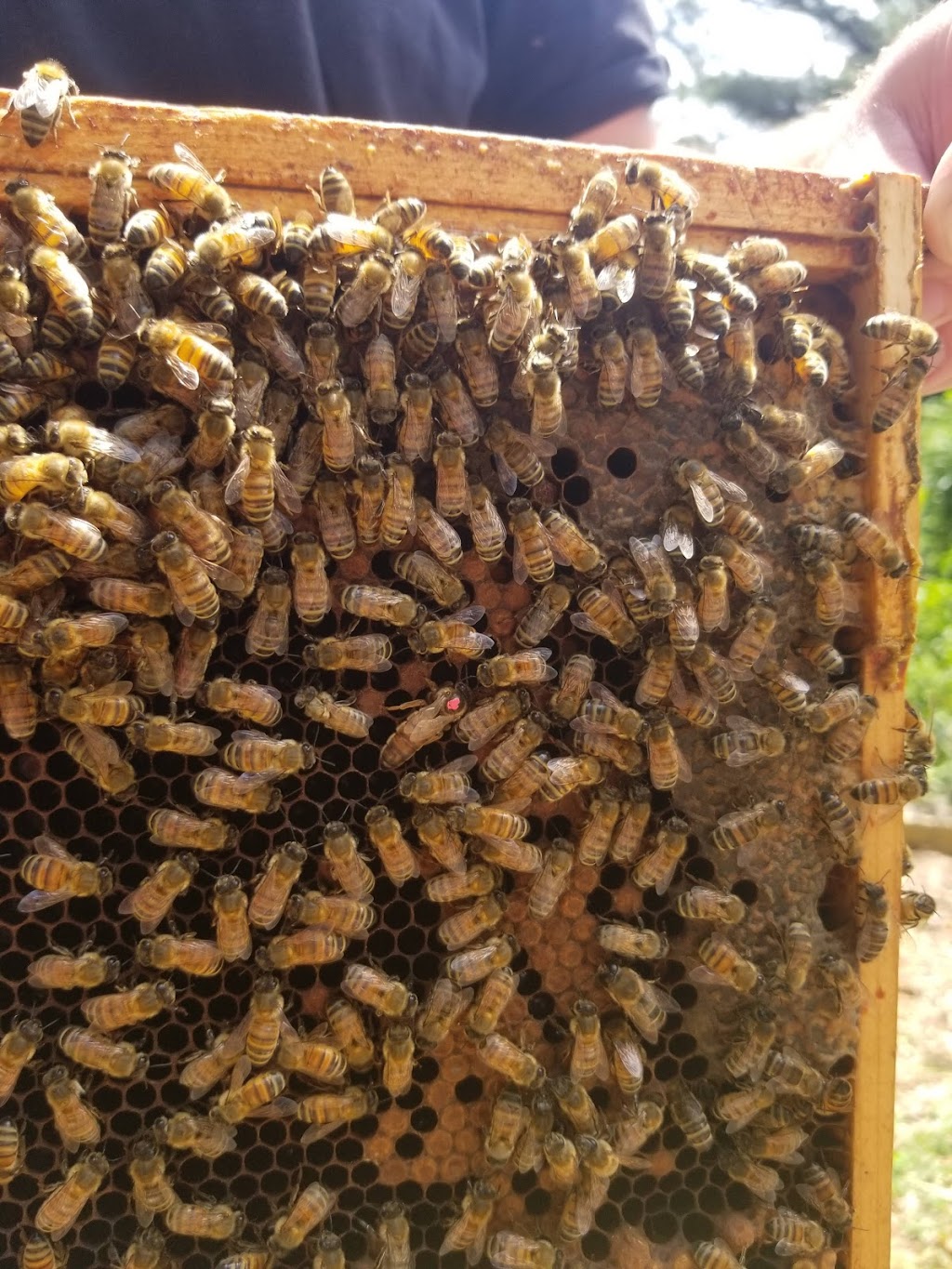 H bar H Enterprises: Bee and Swarm Removal & Local Honey | 1401 Land of Promise Rd, Chesapeake, VA 23322 | Phone: (757) 285-4509