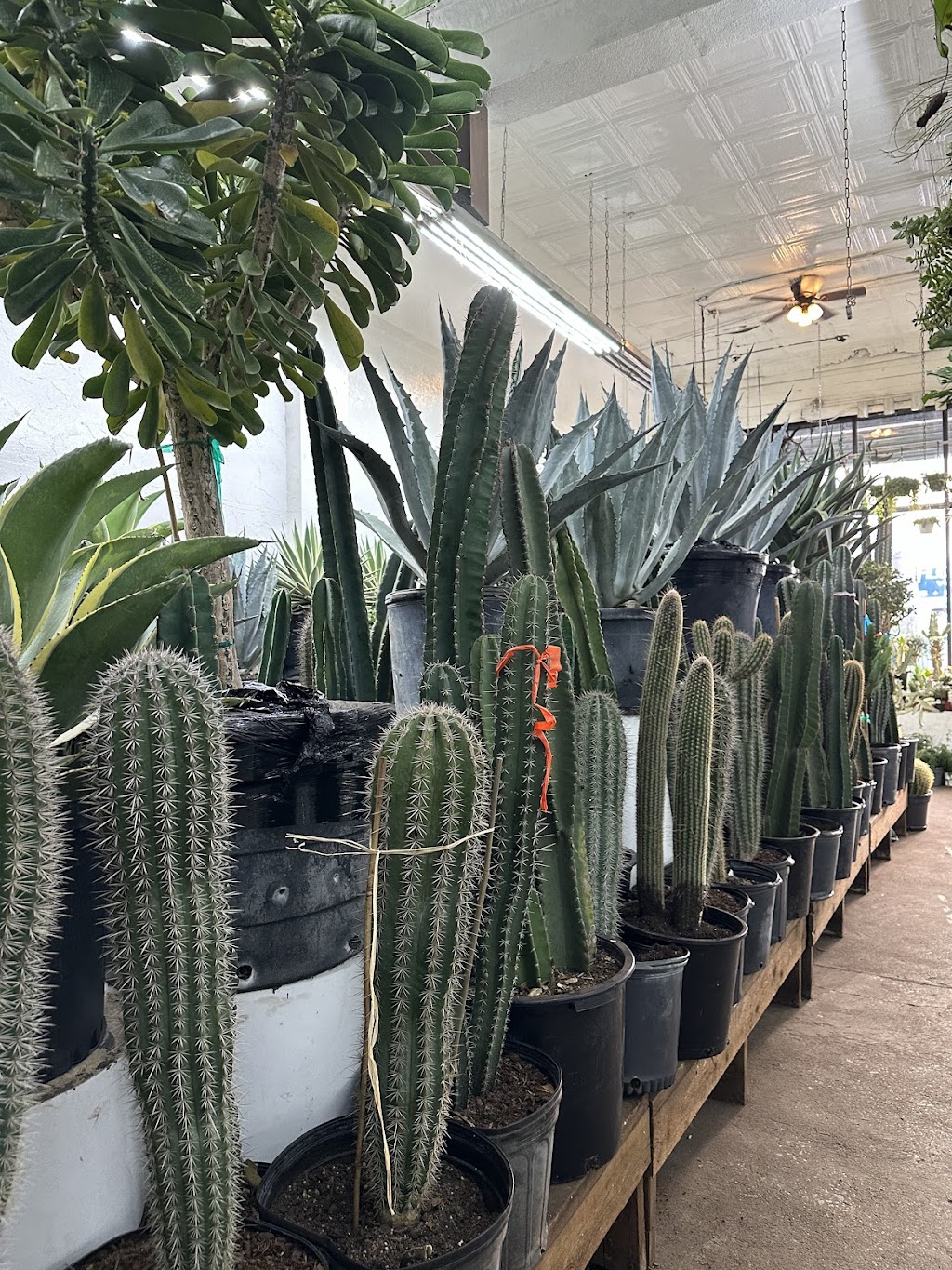 Tropical Plants And Orchids Inc | 106 W 28th St, New York, NY 10001, USA | Phone: (212) 255-7883