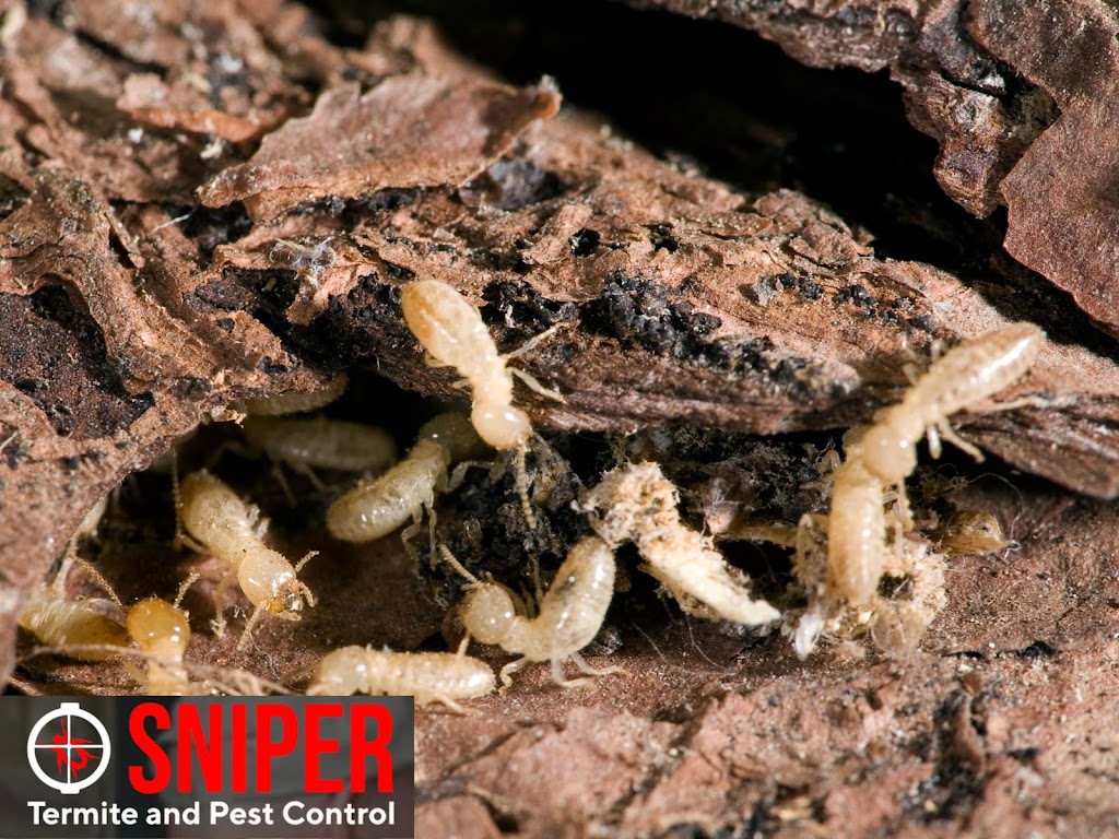 Sniper Termite and Pest Control Fort Worth | 1060 Cotton Depot Ln #642, Fort Worth, TX 76102, USA | Phone: (817) 497-8351