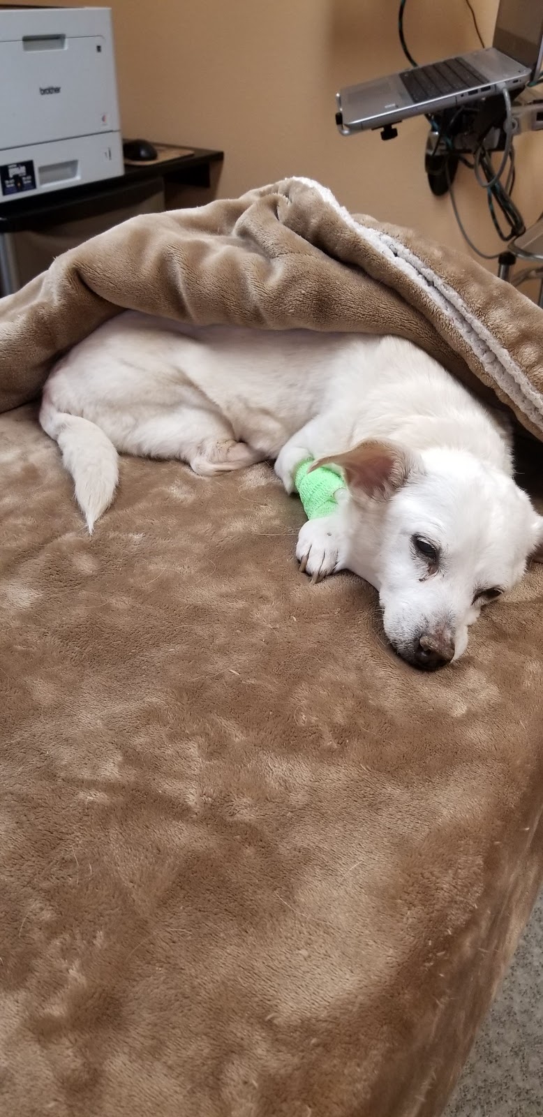 Monte Vista Small Animal Hospital | 901 E Monte Vista Ave, Turlock, CA 95382, USA | Phone: (209) 634-0023