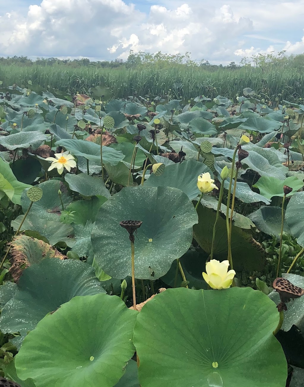 Ragin Cajun Airboat Tours | 10090 US-90, Luling, LA 70070, USA | Phone: (504) 436-8000