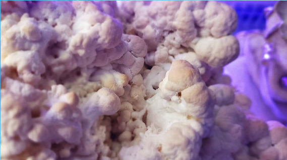 The Fungus Factory | 4774 E Greenland Rd, Larkspur, CO 80118, USA | Phone: (720) 670-2918