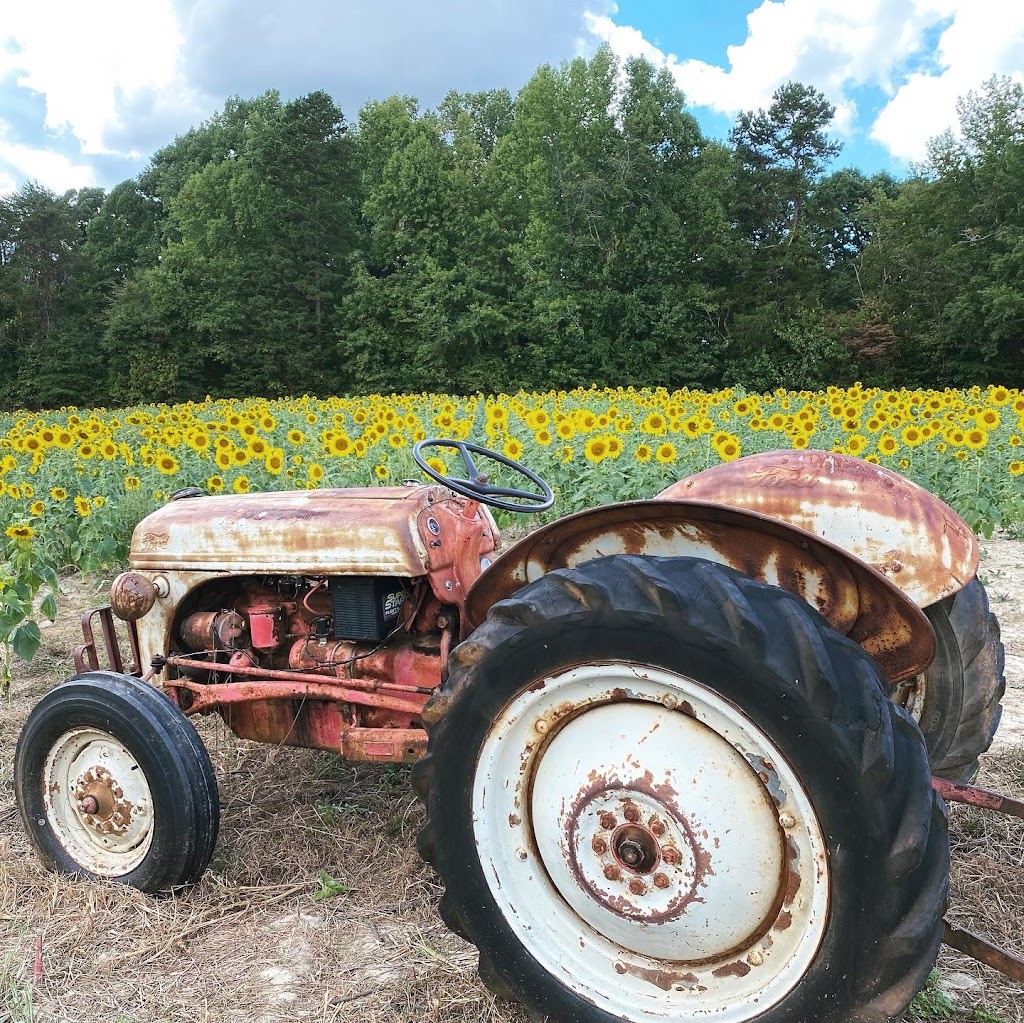 Kersey Valley Sunflower Extravaganza | 6820 Cecil Farm Rd, Archdale, NC 27263, USA | Phone: (336) 431-1700