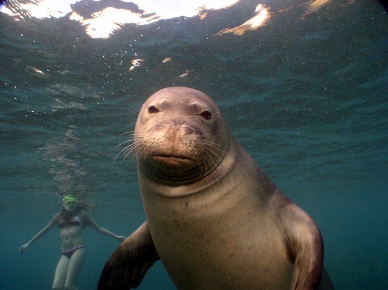 Maui Magic Molokini Snorkel Tour | 11 Maalaea Rd, Slip, Number 55, Wailuku, HI 96793 | Phone: (808) 879-8177