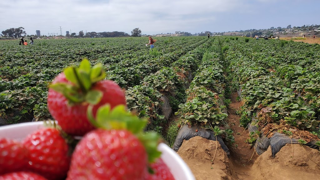 Carlsbad Strawberry Company | 1050 Cannon Rd, Carlsbad, CA 92008, USA | Phone: (760) 603-9608