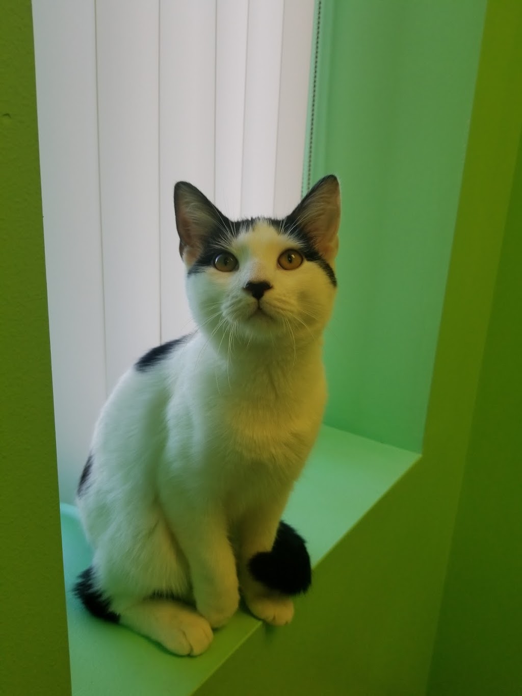 Affordable Veterinary Clinic | 304 E Columbia Ave, Belleville, MI 48111, USA | Phone: (734) 699-3800