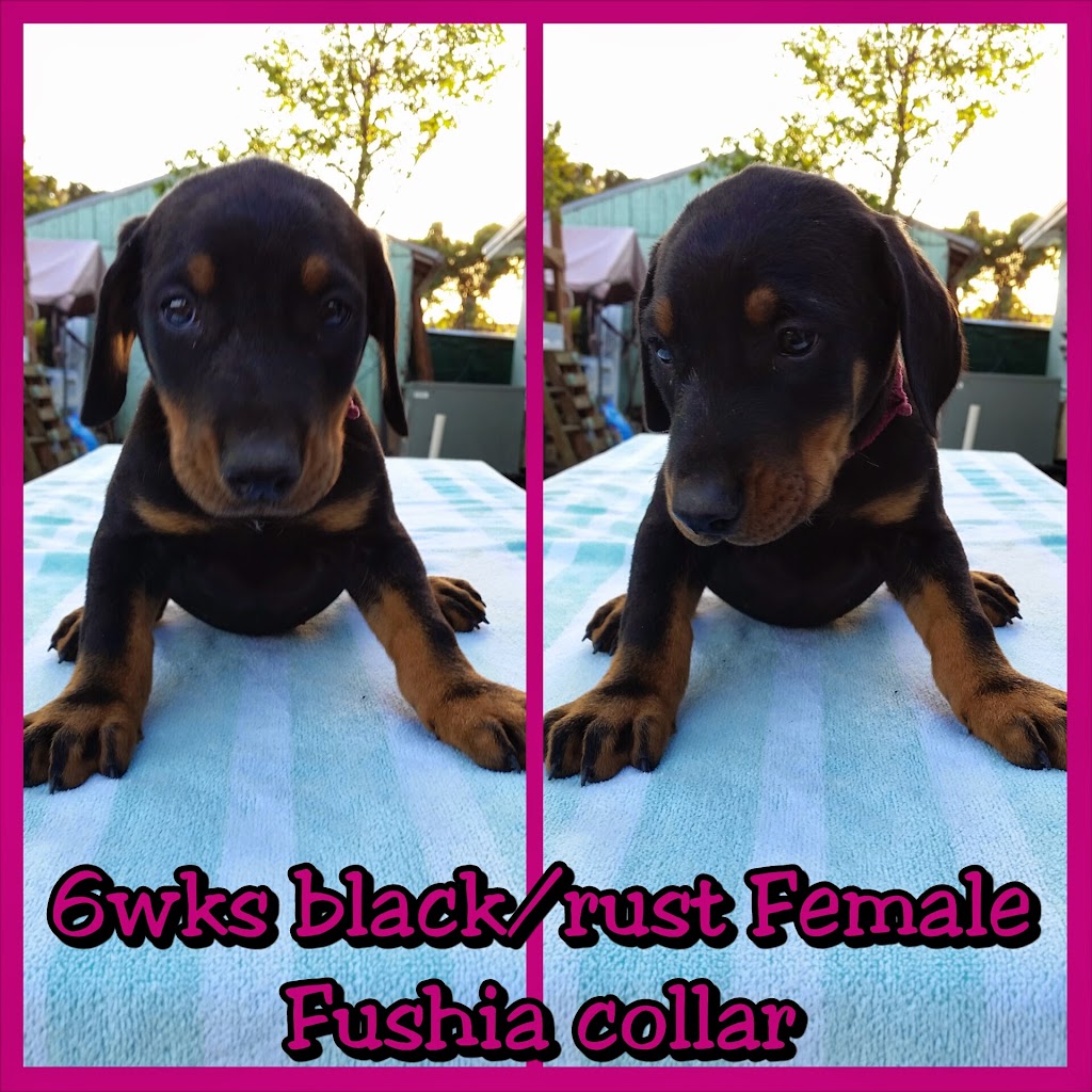 Doberman Pinscher Kennel | 15754 SW 300th Terrace, Homestead, FL 33033, USA | Phone: (305) 812-7227