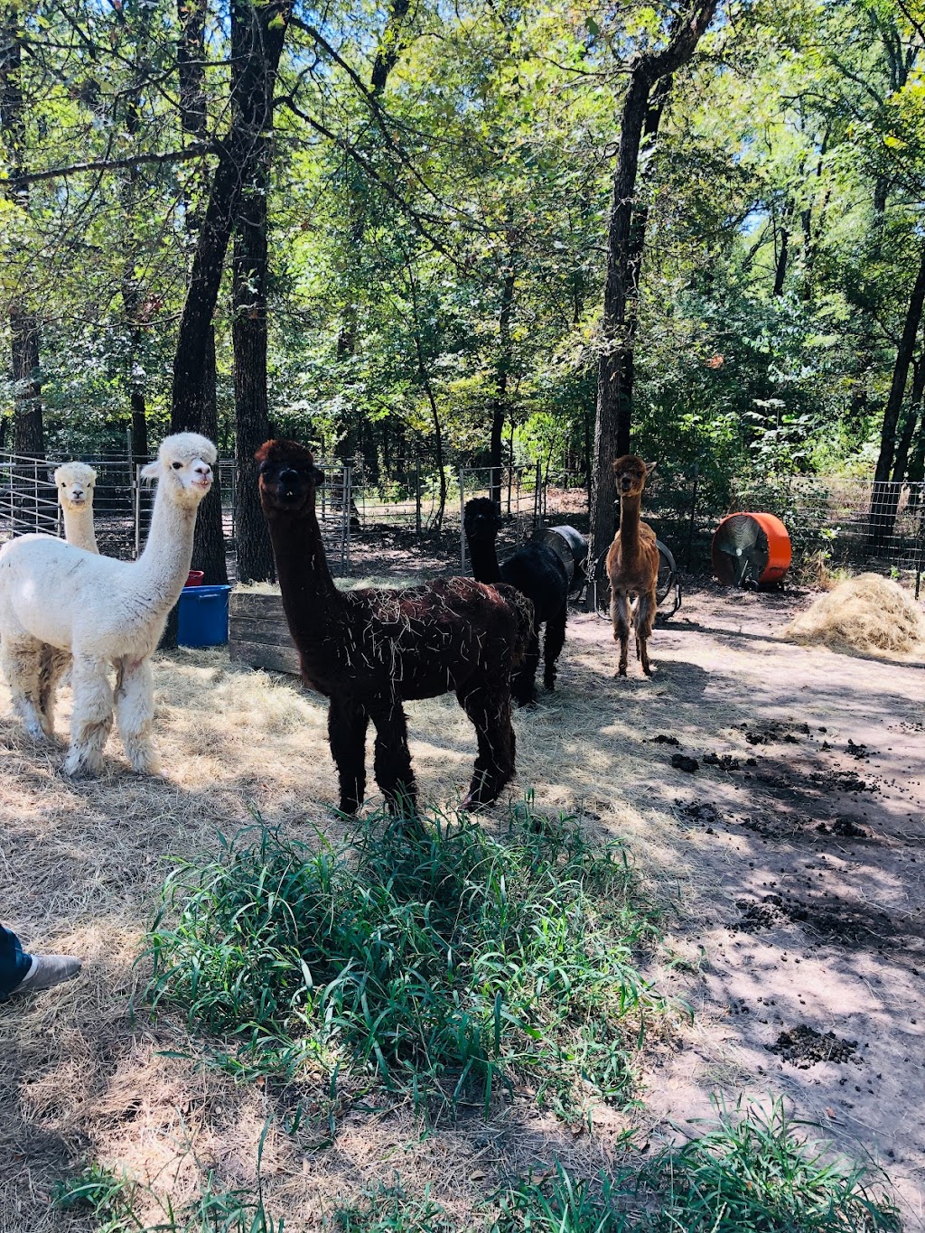 Timber Lodge Alpacas | 1241 Brooks Ln, Kaufman, TX 75142, USA | Phone: (972) 962-8317