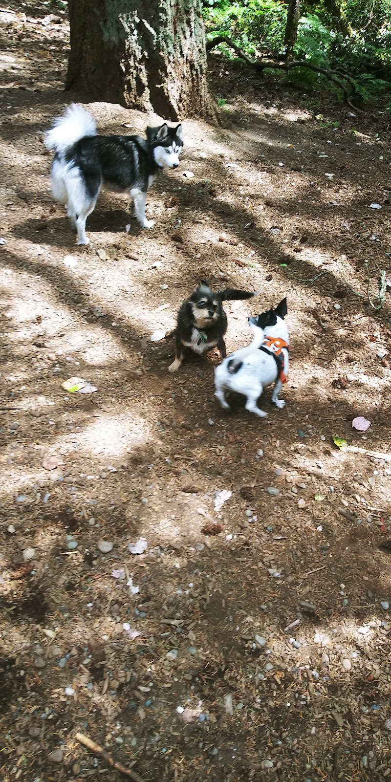 Point Defiance Dog Park | Five mile Rd, Tacoma, WA 98407, USA | Phone: (253) 305-1024