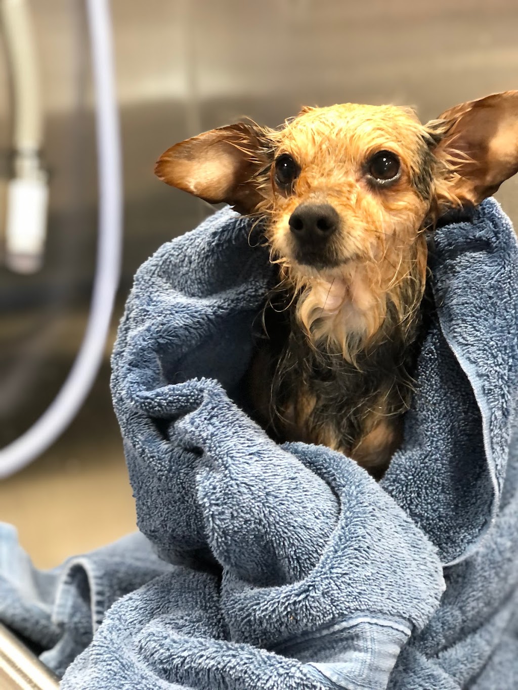 Zen Dog Mobile Spa | Albany, NY 12202, USA | Phone: (518) 944-5436