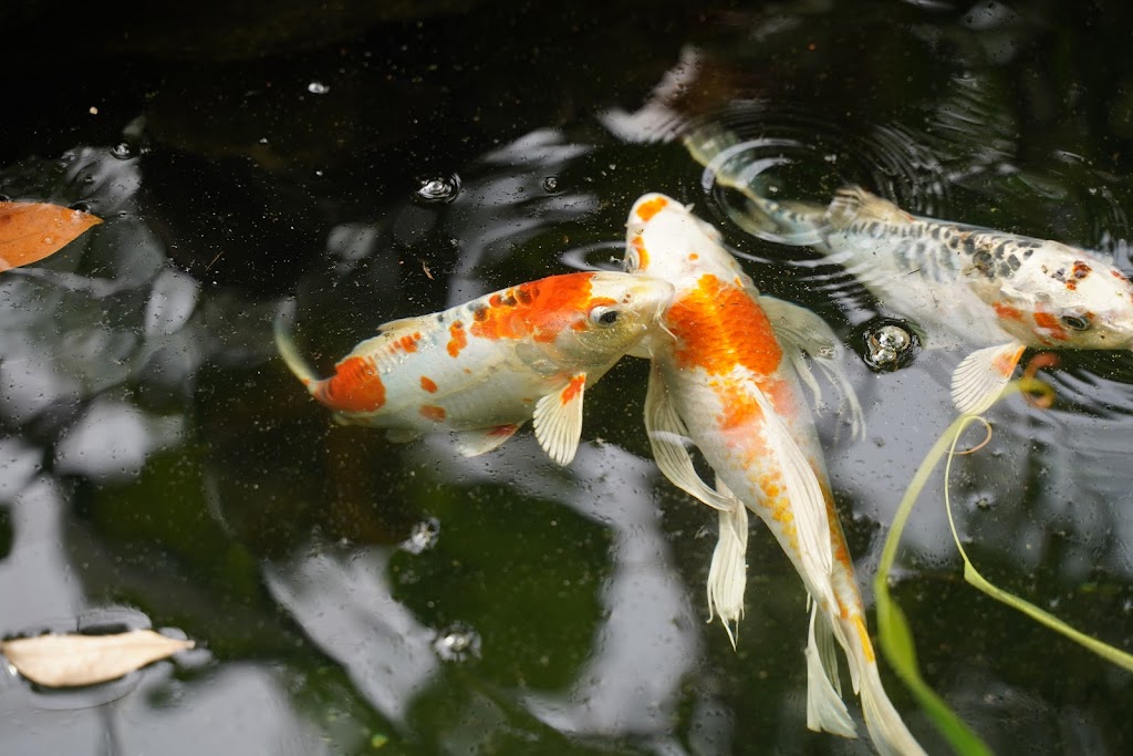 Garfield Park Conservatory | 2505 Conservatory Dr, Indianapolis, IN 46203, USA | Phone: (317) 327-7183