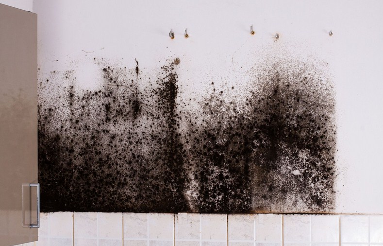 Waterfront Mold Experts | 314 Nicholas Pkwy, Cape Coral, FL 33991, United States | Phone: (239) 788-1777